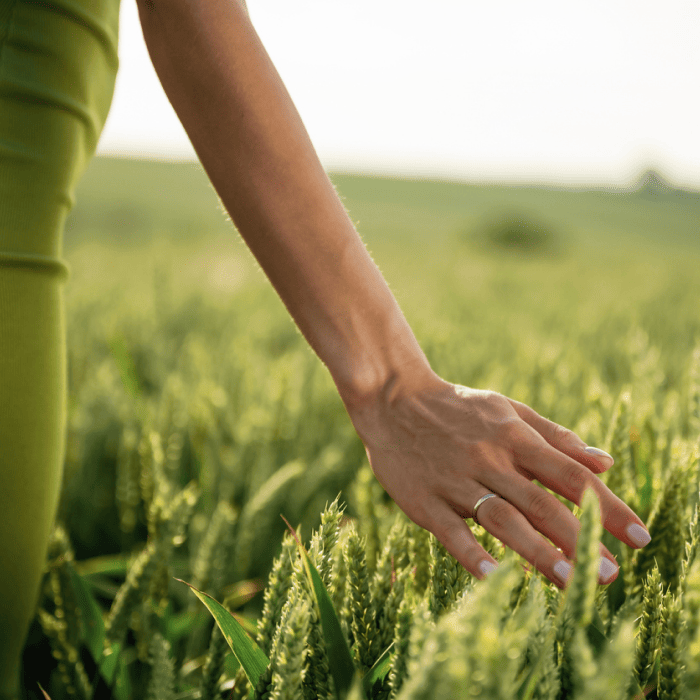 Close-up of Matt Fraser's hand touching green wheat stalks in a field, with blurred background. Matt Fraser is wearing a ring and green clothing.