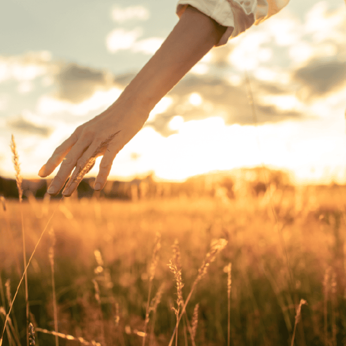 A hand gently touches golden grass in a sunlit field during sunset, with a partly cloudy sky in the background.